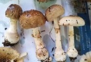 娱乐吃瓜酱毒蘑菇,娱乐吃瓜背后的生命安全警示”