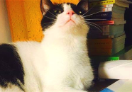 娱乐吃瓜酱猫妈妈视频大全,萌宠视频大全集锦
