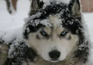 雪橇犬有几种,雪橇犬品种多样性概述